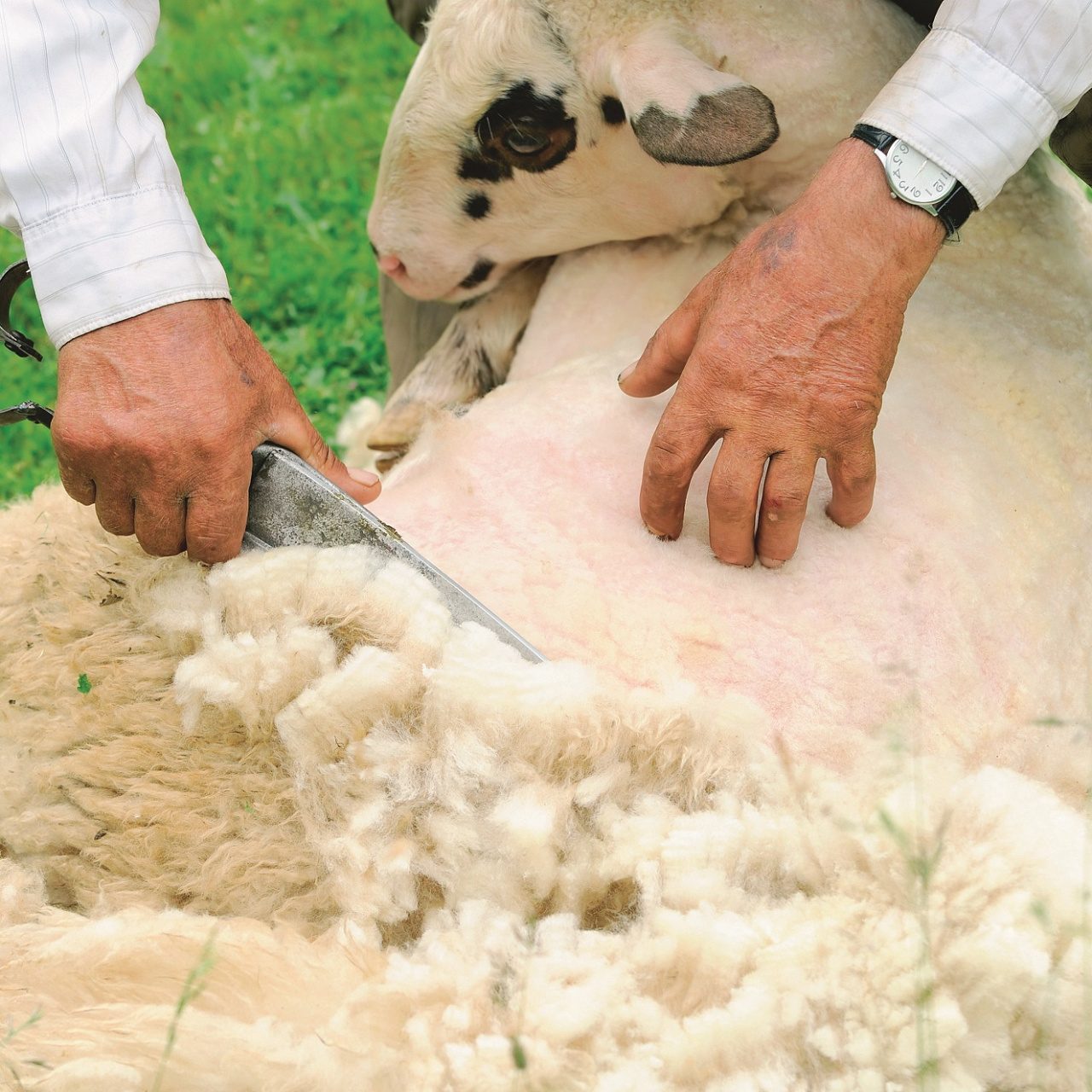 Одеяло Овечья шерсть легкое