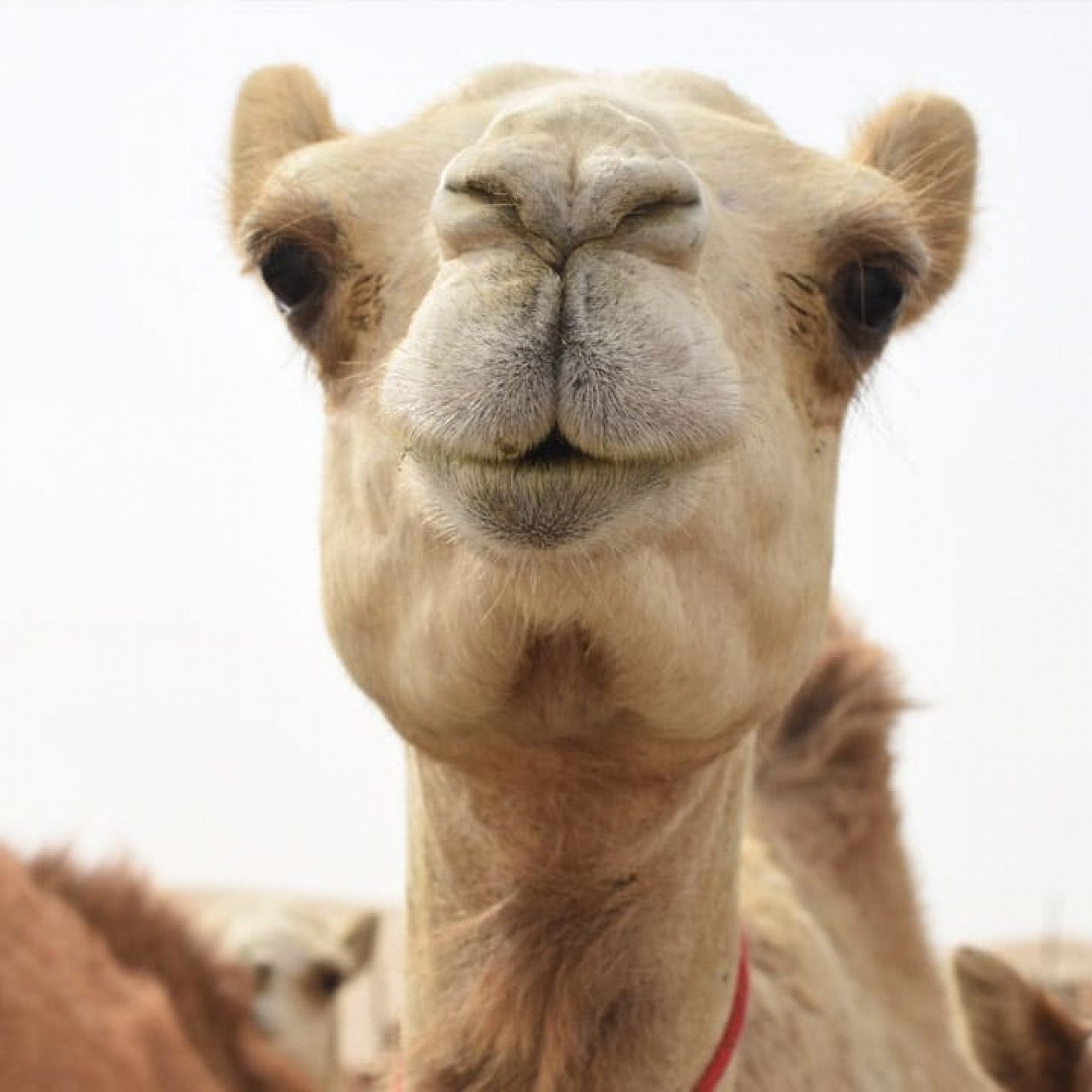 Подушка Караван