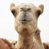 Подушка Караван